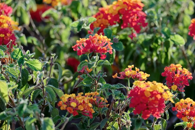 Itália, Sicília, flores em um jardim