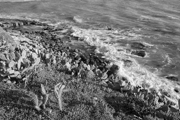 Foto itália, sicília, mar mediterrâneo, sampieri (província de ragusa), peras espinhosas e o litoral rochoso do sudeste da sicília