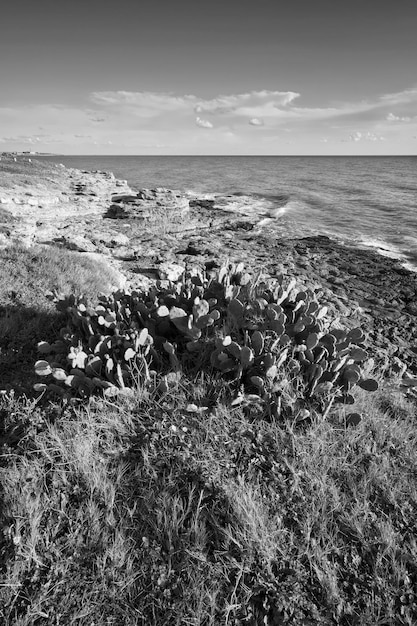 Italia, Sicilia, mar Mediterráneo, Sampieri (provincia de Ragusa), peras espinosas y la costa rocosa del sureste de Sicilia