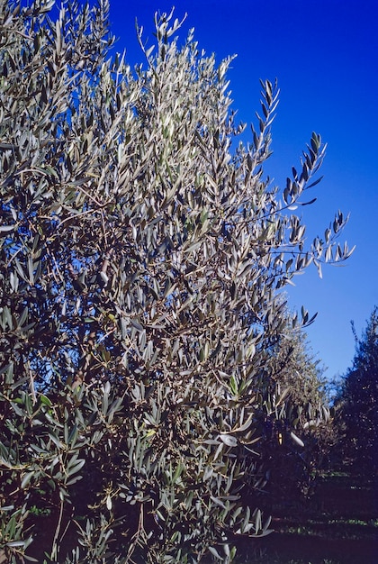 Italia Sicilia olivo en el campo ESCANEO DE PELÍCULA