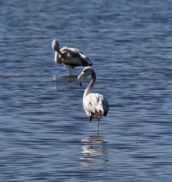 Italia, Sicilia, Pachino WWF National Park, flamencos en un pantano (phoenicopterus ruber)