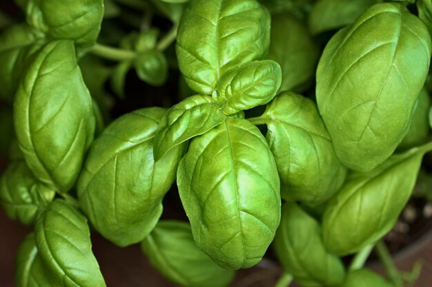 Italia, Sicilia, planta de albahaca en un jardín