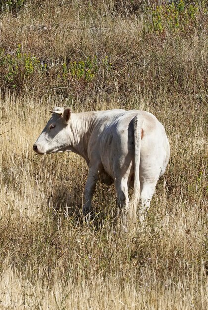 Italia, Sicilia, provincia de Ragusa, campo, vaca siciliana