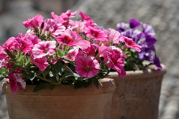 italia, sicilia, púrpura, trompeta, flores, en, un, jardín