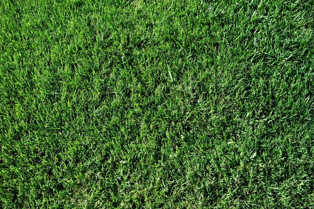 Italia Sicilia Ragusa provincia hierba verde en un jardín.