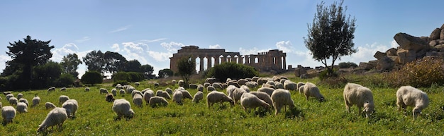 Italia, Sicilia, Selinunte, un rebaño de ovejas y el templo griego de Hera (409 a. C.)