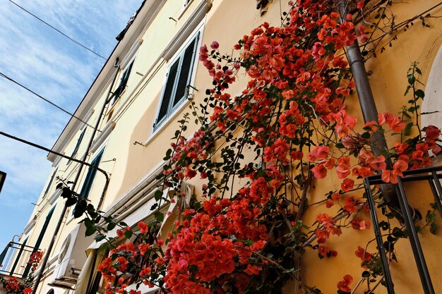 Italia Toscana Isla de Elba Porto Azzurro bouganville rojo en la pared de una casa antigua