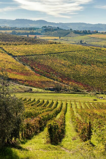 italia, toscana, viña, en, el, provincia, de, siena