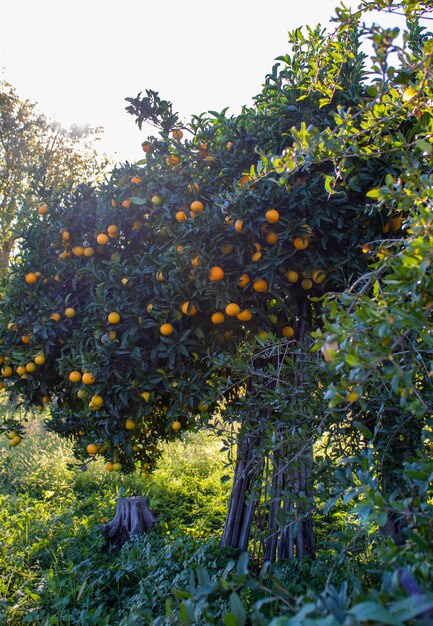 Italien Kalabrien Mandarinen pflücken Mandarinen im Garten