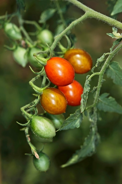 ITALIEN Landschaft italienische kleine Tomaten Datterini