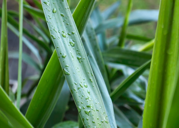 Italien Landschaft Tautropfen auf einem Maispflanzenblatt Dracaena fragrans