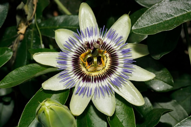 ITALIEN Lazio Landschaft Passionsfrucht Blume Passiflora