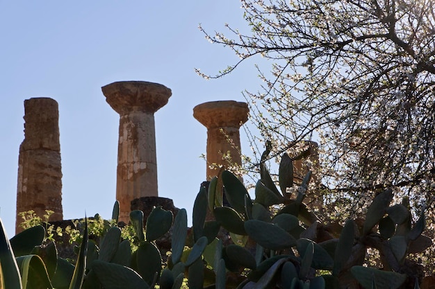 Italien Sizilien Agrigento Griechische Tempel Tal Herkules-Tempel Spalten Kaktusfeigen und Mandelbaum