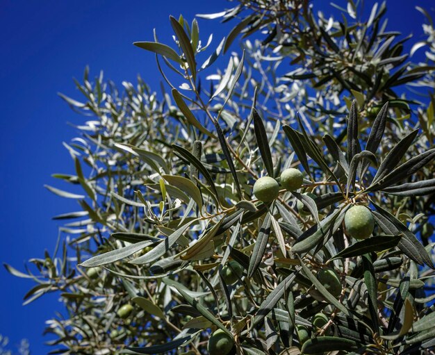Foto italien, sizilien, landschaft, olivenbaum