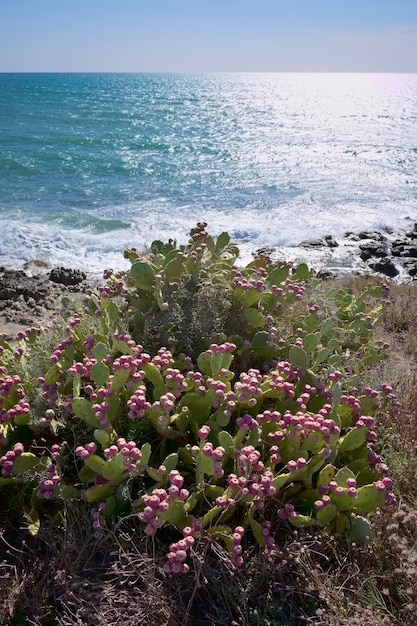 Italien, Sizilien, Mittelmeer, Sampieri (Provinz Ragusa), Kaktusfeigen und die südöstliche Felsküste Siziliens