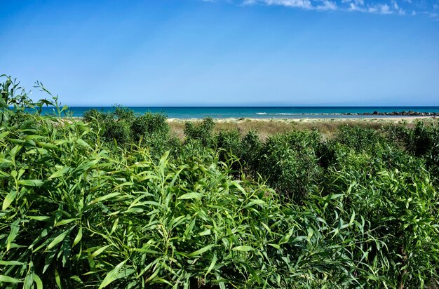 Italien Sizilien Mittelmeer Südliche Sandküste Playa Grande Provinz Ragusa