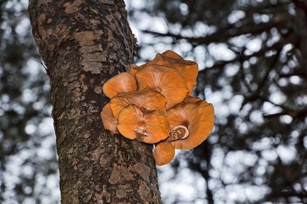 Italien Sizilien Nebrodi Berge Landschaft Pilze wachsen auf einem Baum