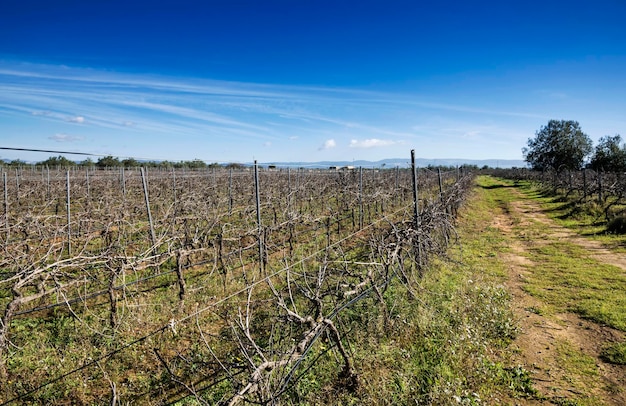 Italien Sizilien Provinz Ragusa Landschaft Weingut im Winter