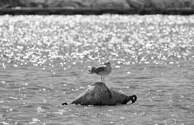 Italien, Sizilien, Scoglitti (Provinz Ragusa); Möwe auf einer Boje im Hafen