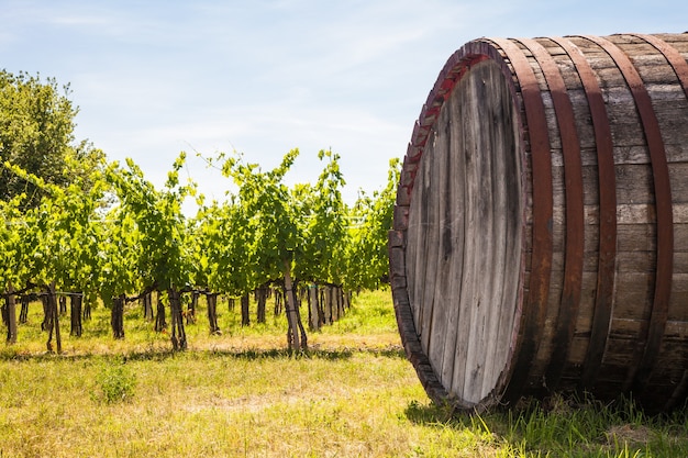 Italien, Toskana, Chianti-Gebiet. Chianti-Weinberg an einem sonnigen Sommertag