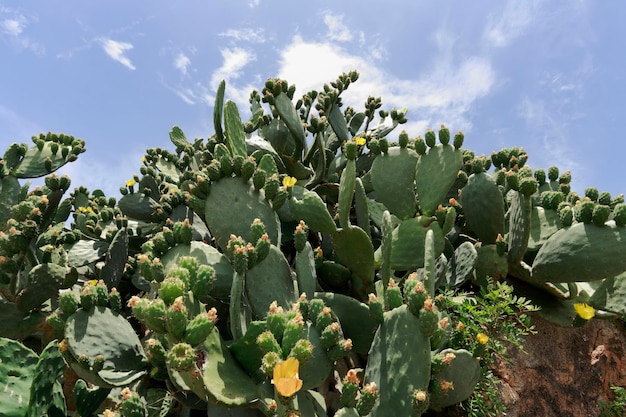 Italien Toskana Insel Elba Kaktusfeigen in der Nähe des Hafens von Porto Ferraio