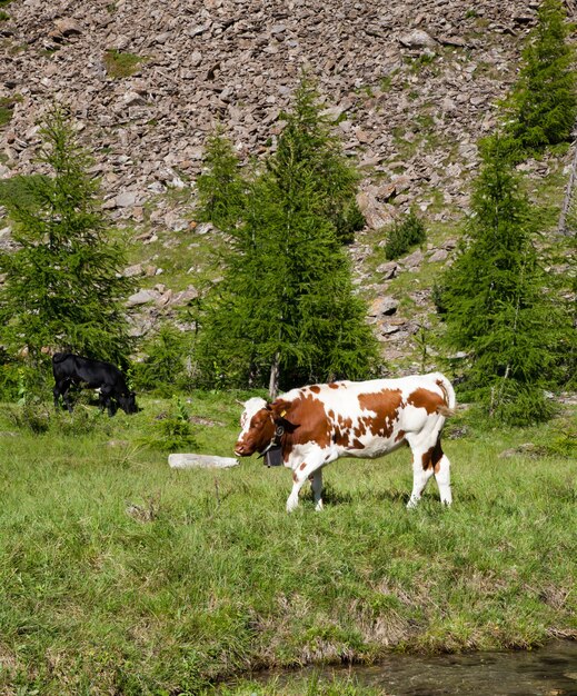 Italienische Kühe an einem sonnigen Tag in der Nähe von Susa, Piemont, Italienische Alpen
