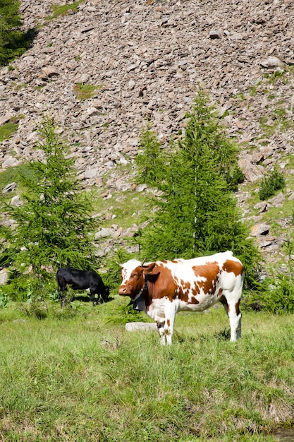 Italienische Kühe an einem sonnigen Tag in der Nähe von Susa, Piemont, Italienische Alpen