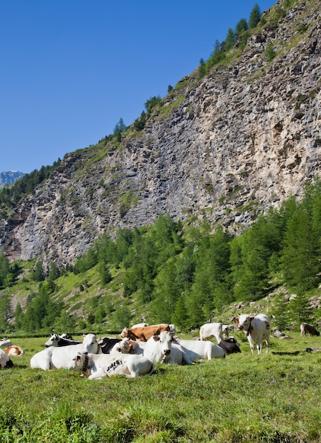 Italienische Kühe an einem sonnigen Tag in der Nähe von Susa, Piemont, Italienische Alpen