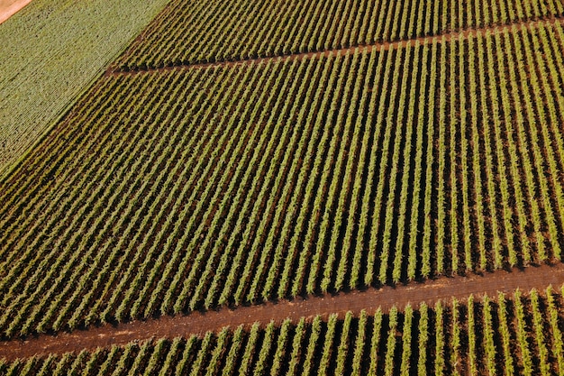 Italienische Landschaft schöne Bauernhöfe und Weinberge schöne Luftaufnahme Landschaft Italien filmisch ...