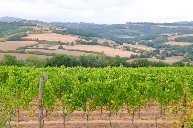 Italienische Weinberge. Malerische Landschaft in der italienischen Landschaft.