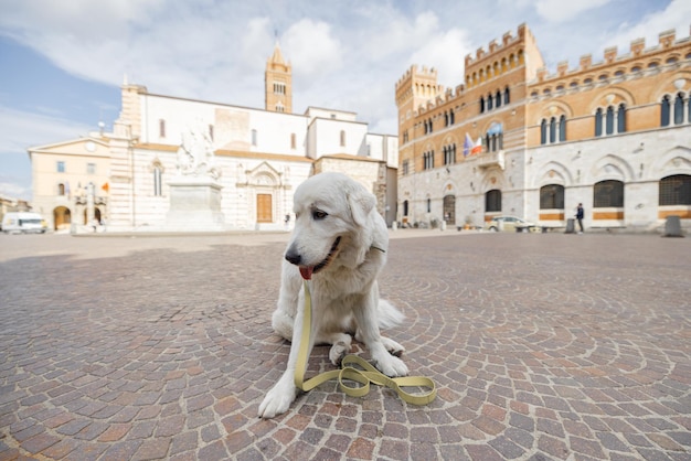 Italienischer abruzzesischer Schäferhund Maremmano auf dem zentralen Platz der Stadt Grosseto in der Maremma-Region