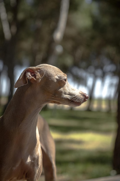 Italienischer Greyhound-Zuchthund, der im Wald spielt