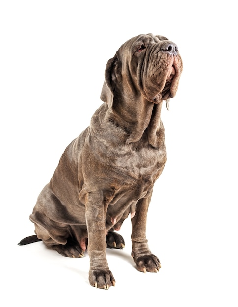 Italienischer Mastiff Cane Corso auf Weiß