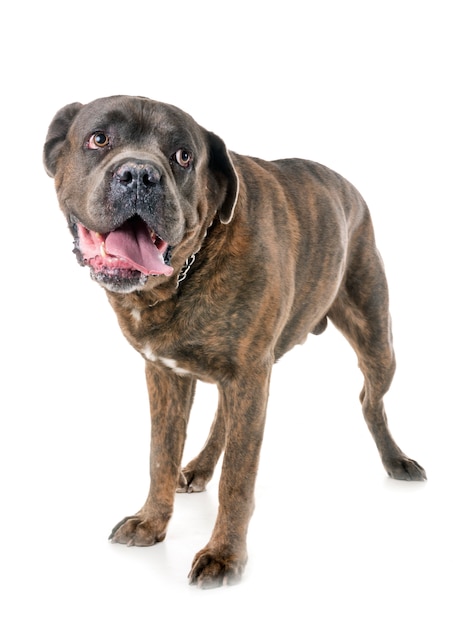 italienischer mastiff im studio