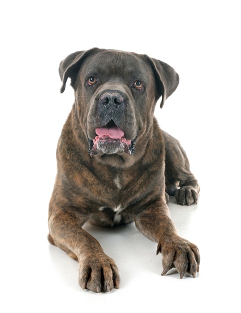 italienischer mastiff im studio