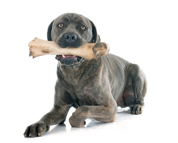 Italienischer Mastiff und Knochen