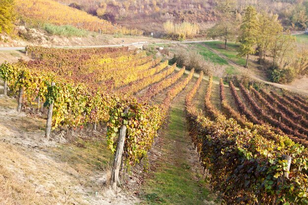 Italienischer Weinberg von Barbera während der Herbstsaison