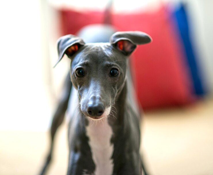Foto italienischer windhund