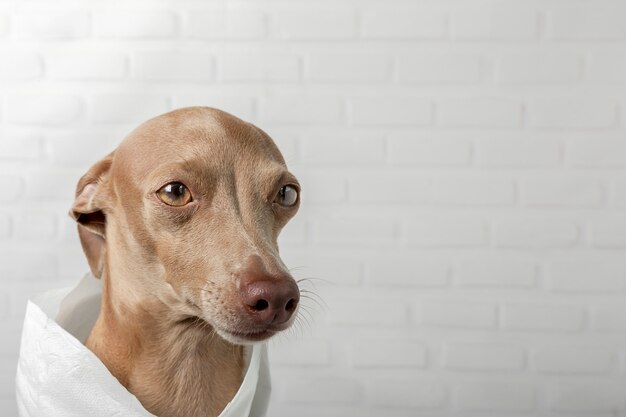 Italienischer Windhundhund, der mit Toilettenpapierrollen spielt