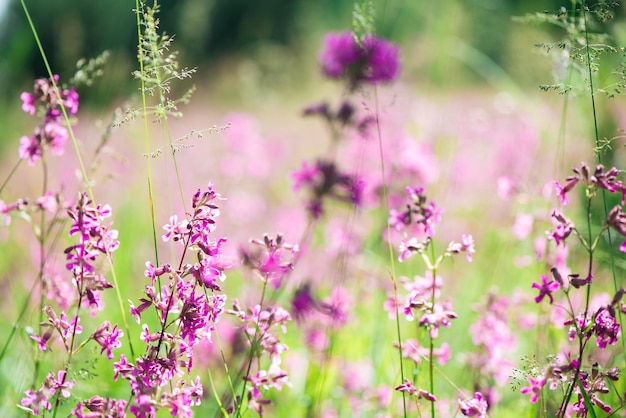 Ivan chá floresce em um prado entre a floresta em um dia ensolarado em Junho belas flores silvestres fundo natureza de verão