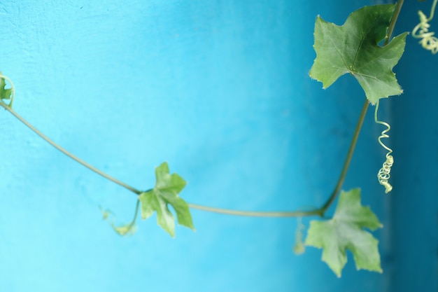 Ivy cabaça fundo azul