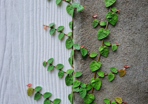 Ivy crescendo na parede