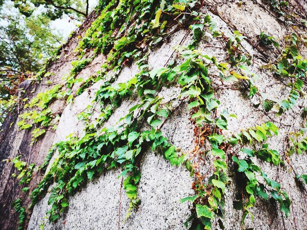 Foto ivy crescendo no tronco da árvore