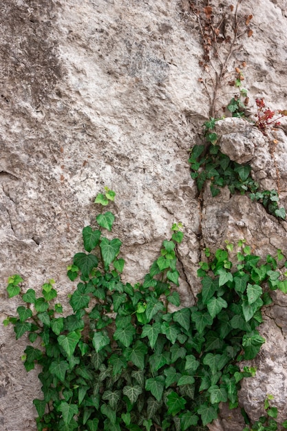Ivy en el muro de piedra, antiguo muro, fondo para la inscripción