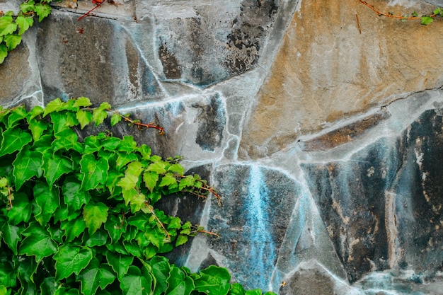 Ivy en el muro de piedra. fondo y lugar para el texto. vegetación sobre un fondo de piedra