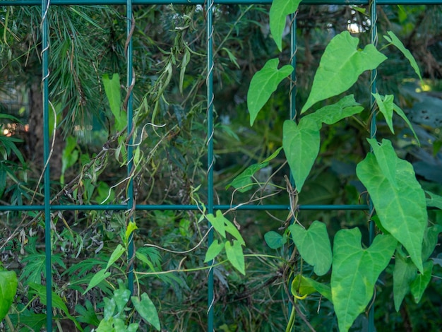 Ivy na cerca planta verde fundo de galhos final do outono no sul