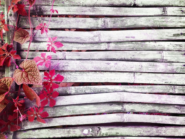 Foto ivy rosa mexer no velho bambu escuro de madeira do chão da casa rústica tem espaço de cópia para o fundo