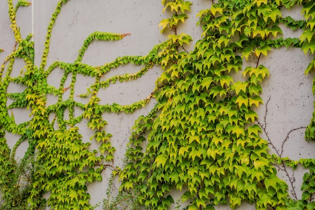 Foto ivy tejiendo a lo largo de un muro de hormigón