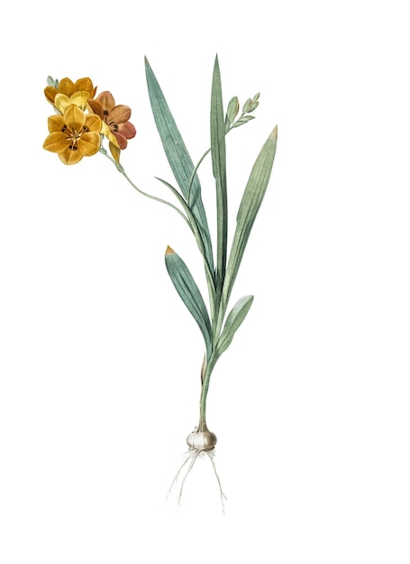 Ixia miniata png Aufkleber Vintage botanische Illustration durchsichtiger Hintergrund