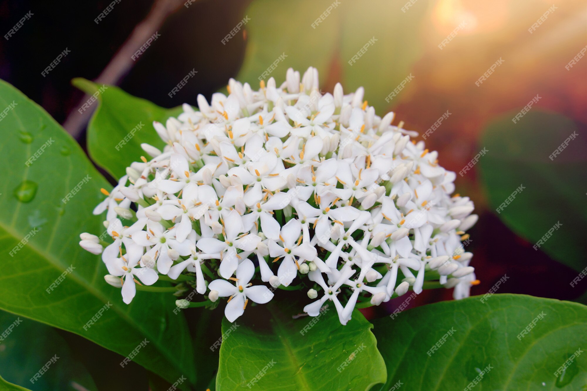 Ixora branca no meu jardim. | Foto Premium